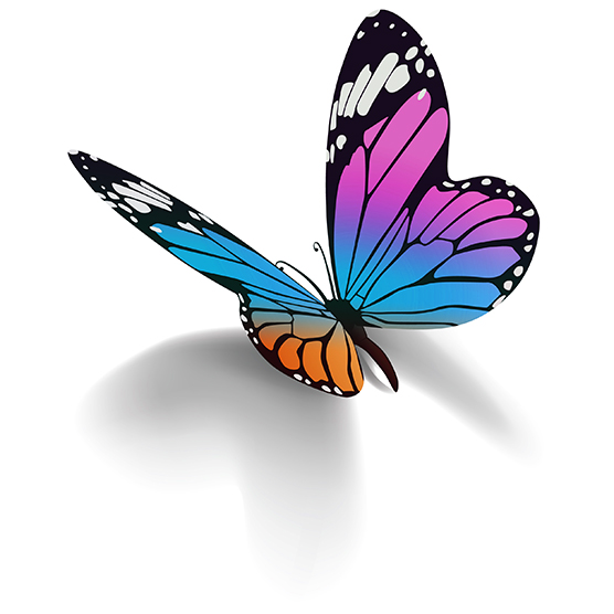 butterfly